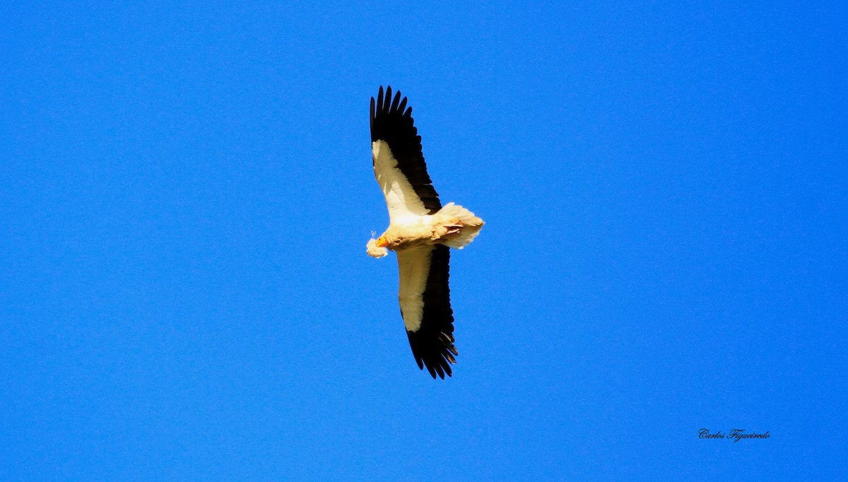 Egyptian Vulture - ML617939969