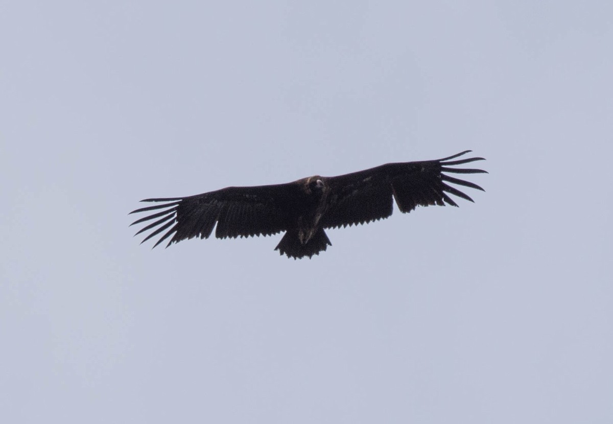 Cinereous Vulture - ML617939988