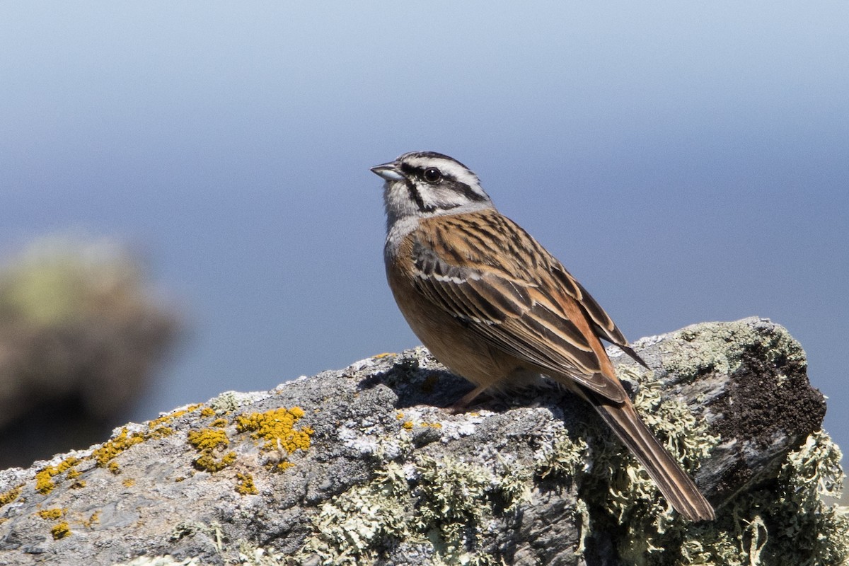 Rock Bunting - José Nunes