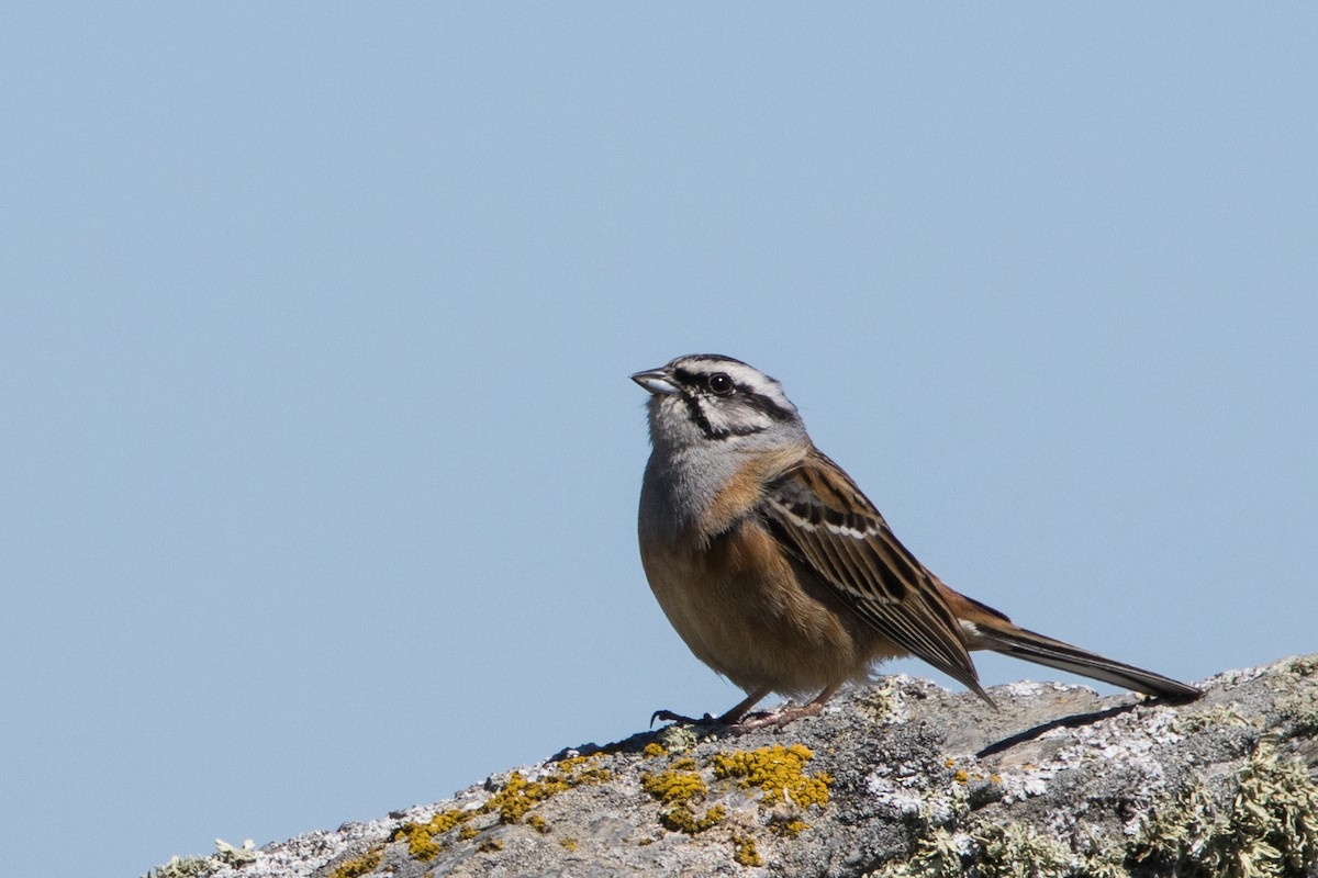 Rock Bunting - José Nunes