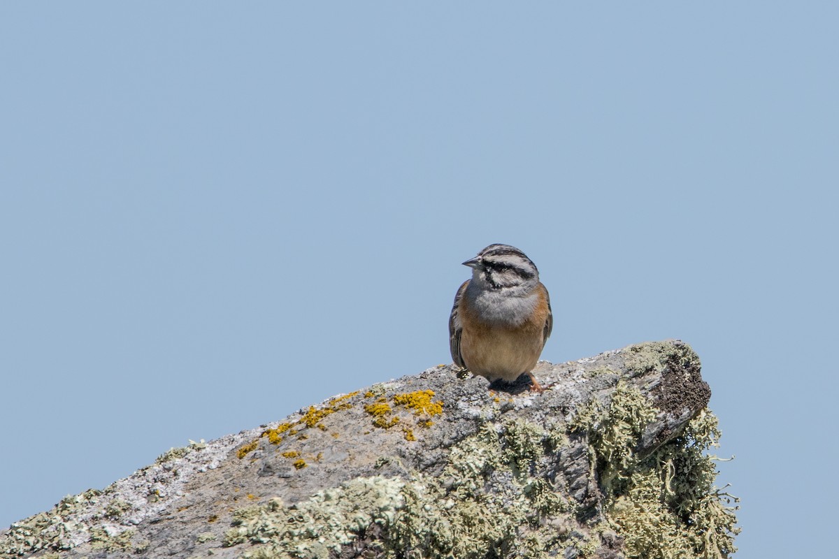 Rock Bunting - José Nunes