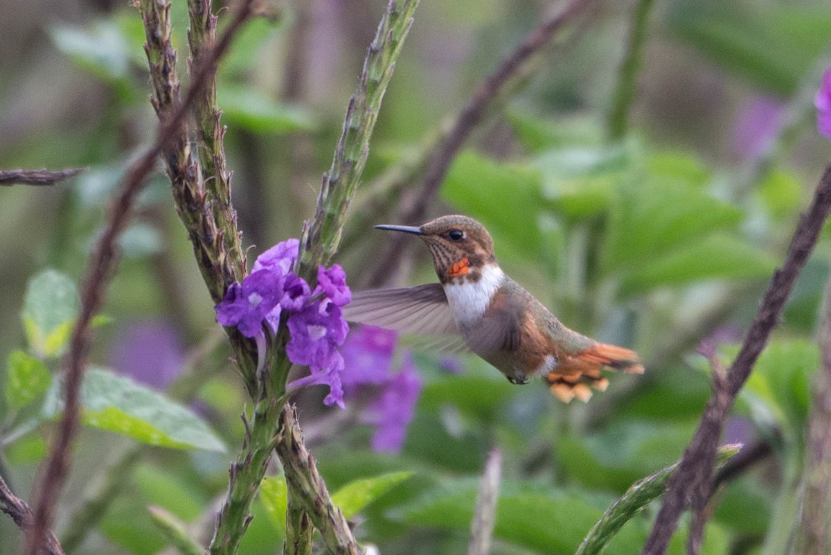 Scintillant Hummingbird - ML617940000