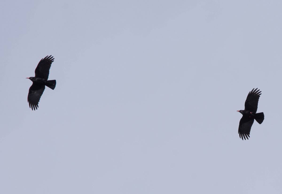 Red-billed Chough - ML617940003