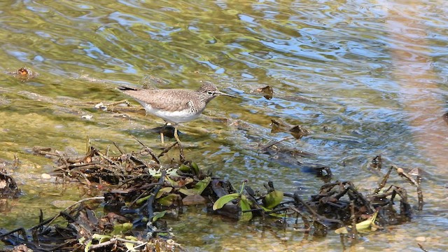 Solitary Sandpiper - ML617940028