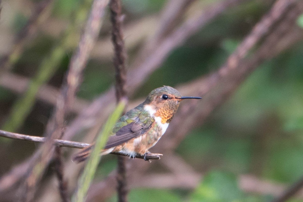 Scintillant Hummingbird - ML617940033