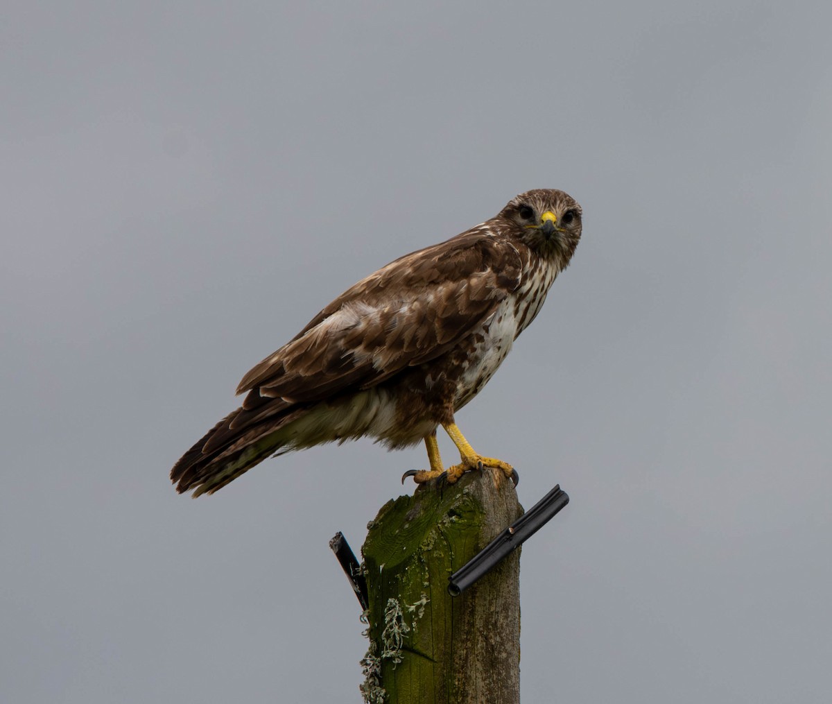 Common Buzzard - ML617940037