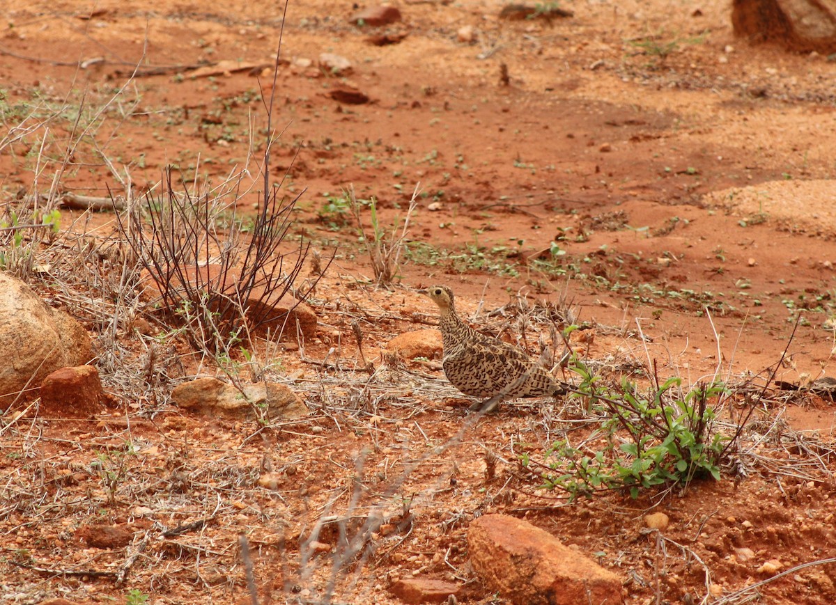 Black-faced Sandgrouse - ML617940066