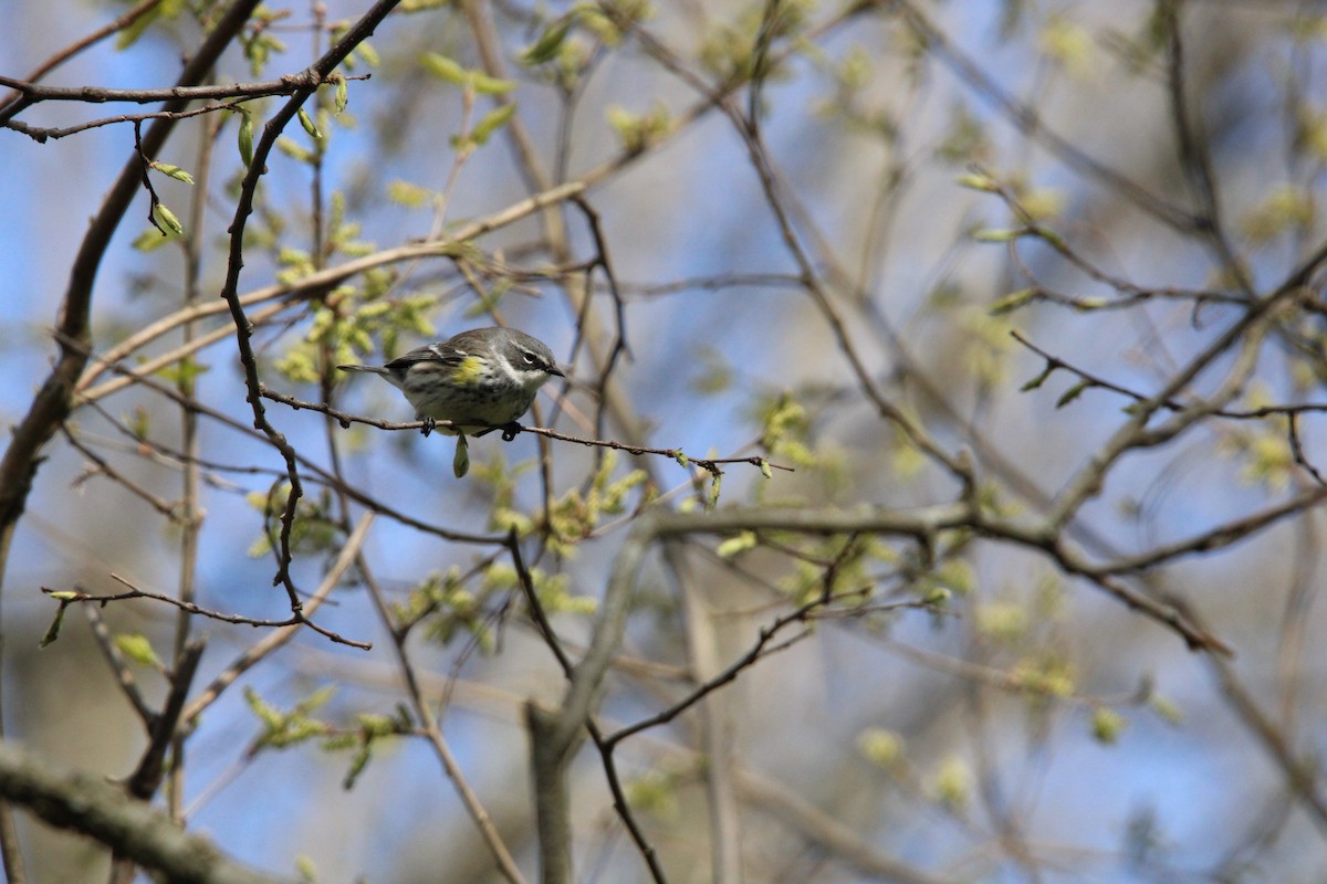 Yellow-rumped Warbler - ML617940086