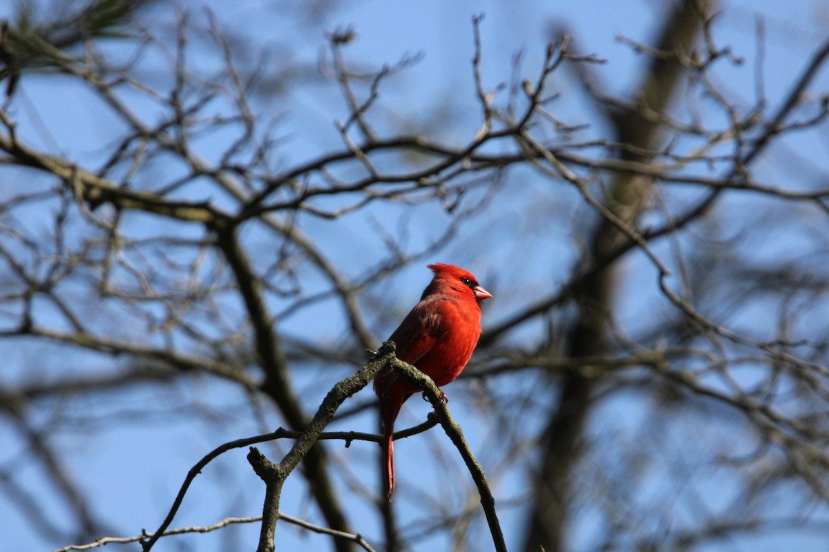 Cardinal rouge - ML617940092