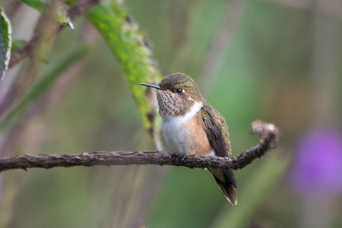 Scintillant Hummingbird - ML617940101