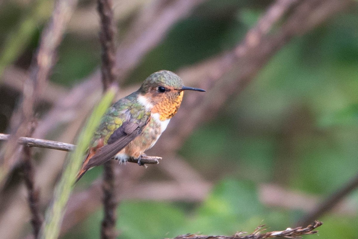 Scintillant Hummingbird - ML617940102