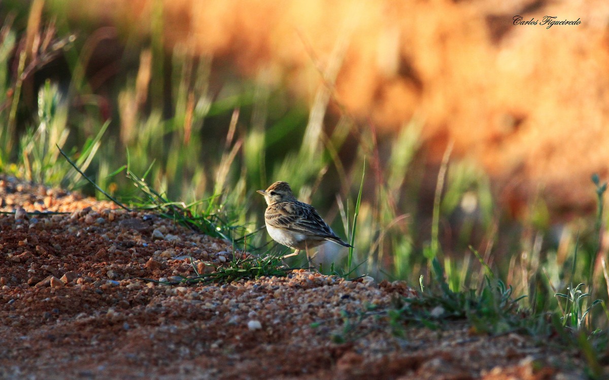 Greater Short-toed Lark - ML617940105