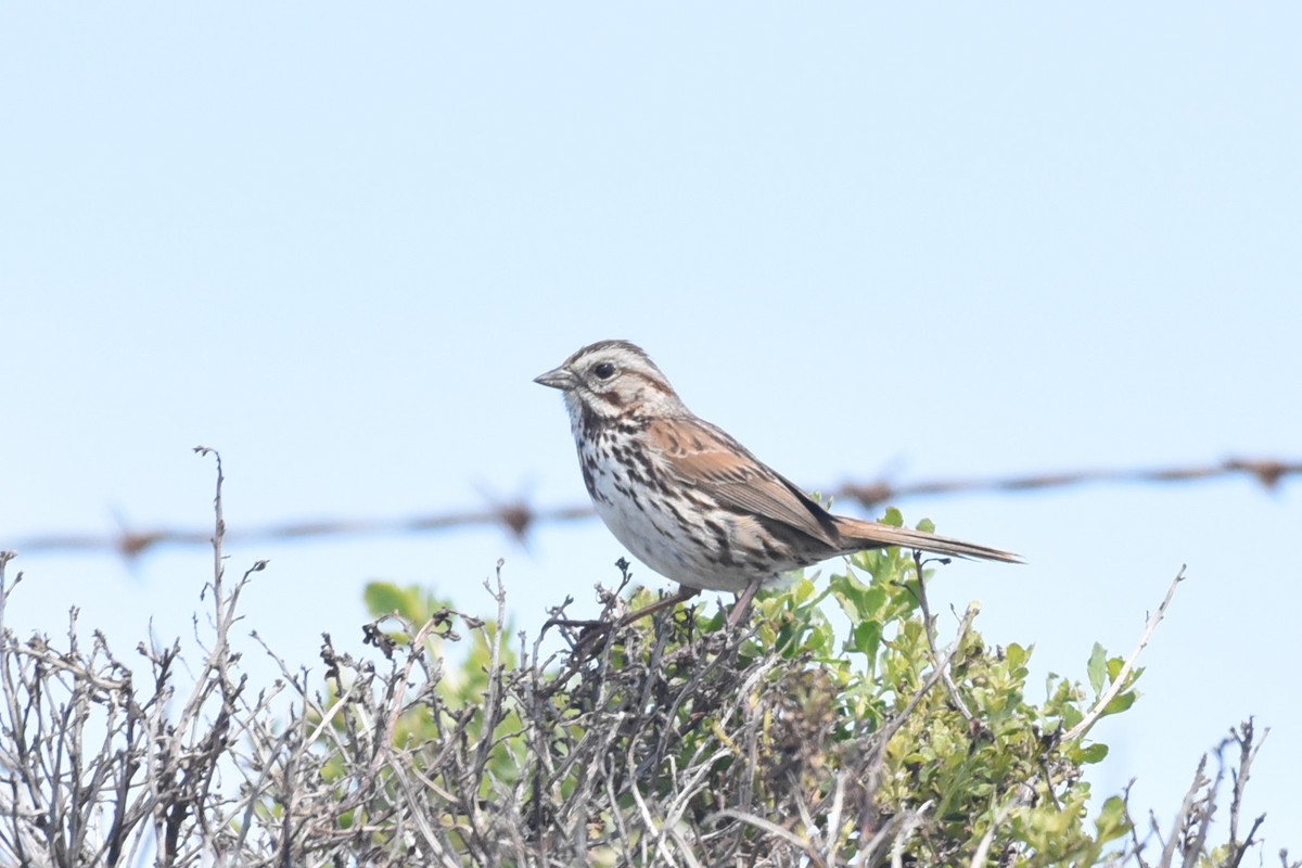 Song Sparrow - ML617940111