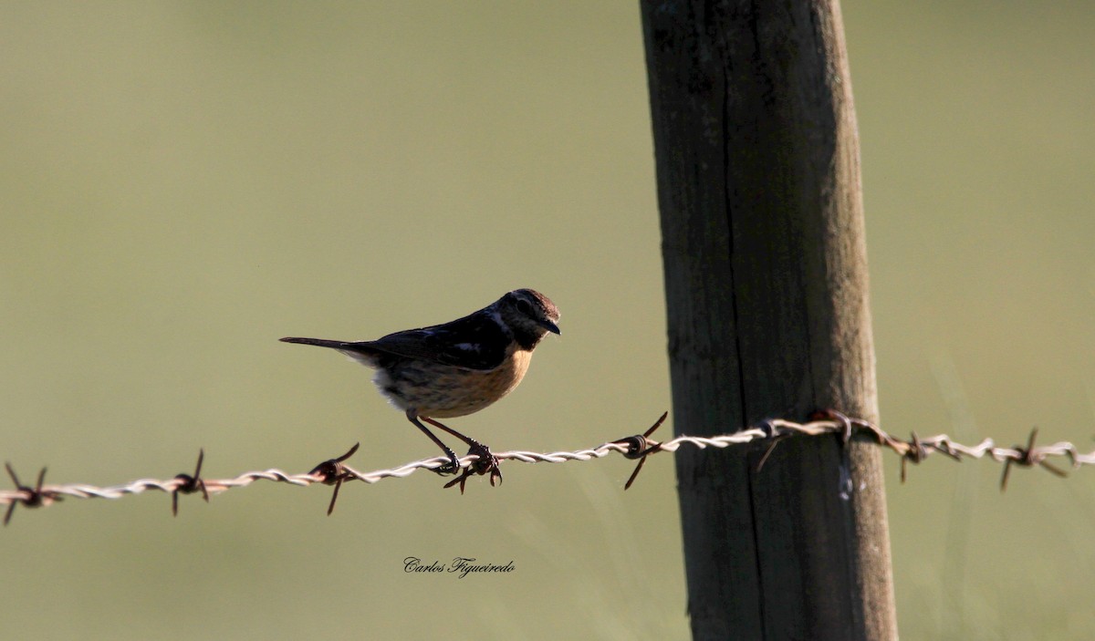 European Stonechat - ML617940131