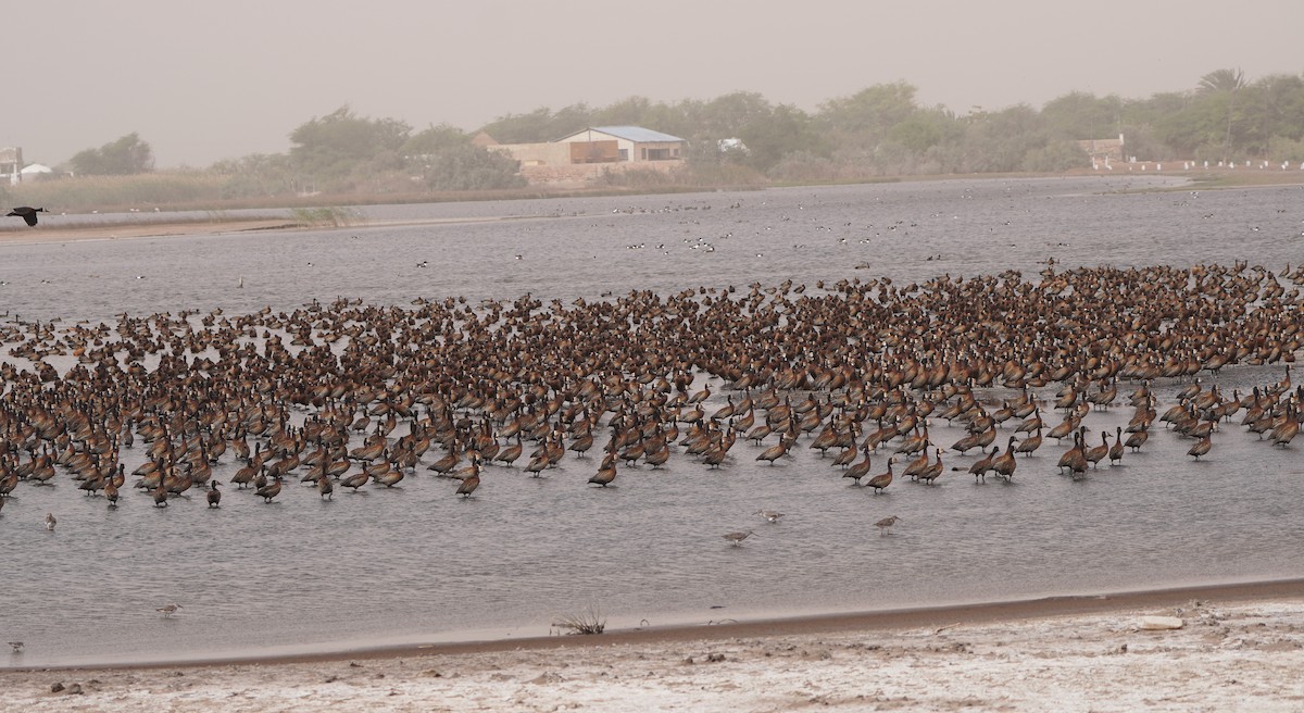 White-faced Whistling-Duck - ML617940144