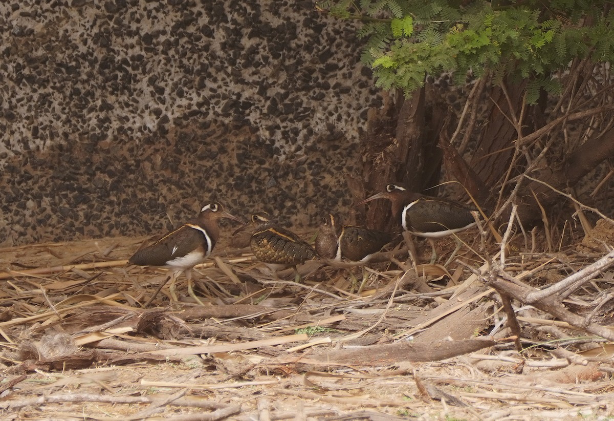 Greater Painted-Snipe - ML617940152