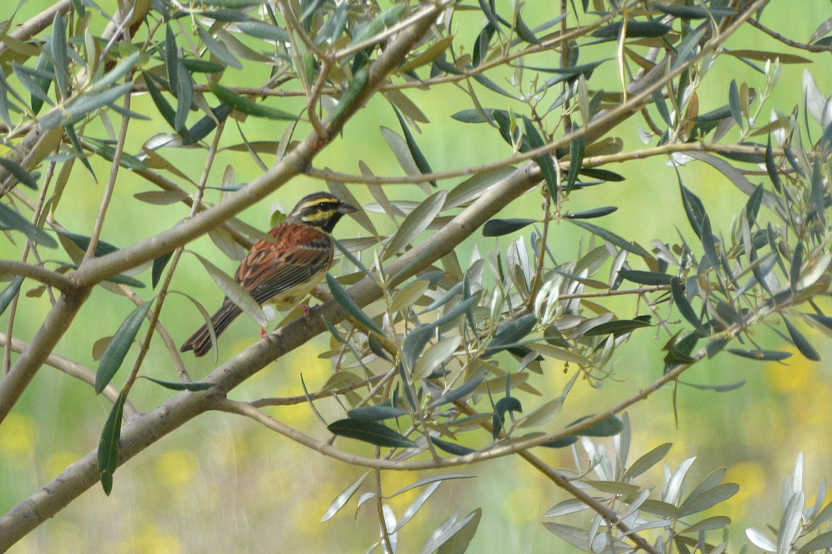 Cirl Bunting - Peter Wijnsouw
