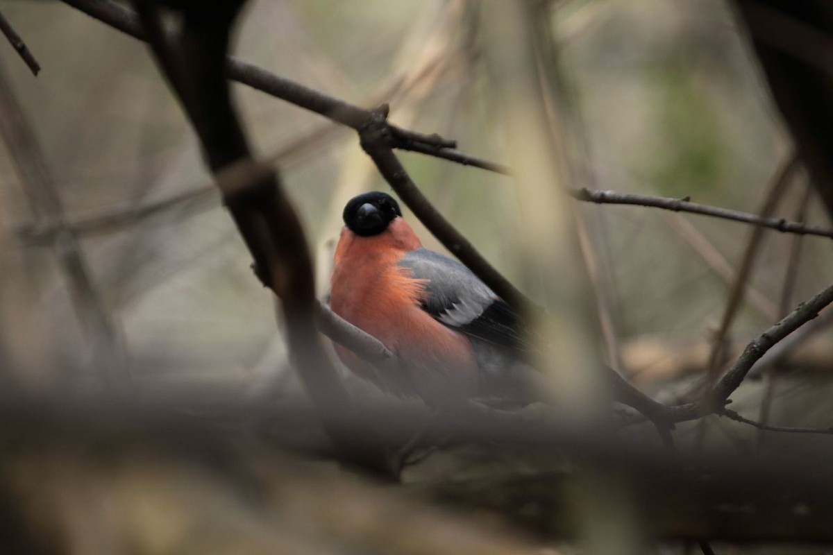 Eurasian Bullfinch - ML617940174