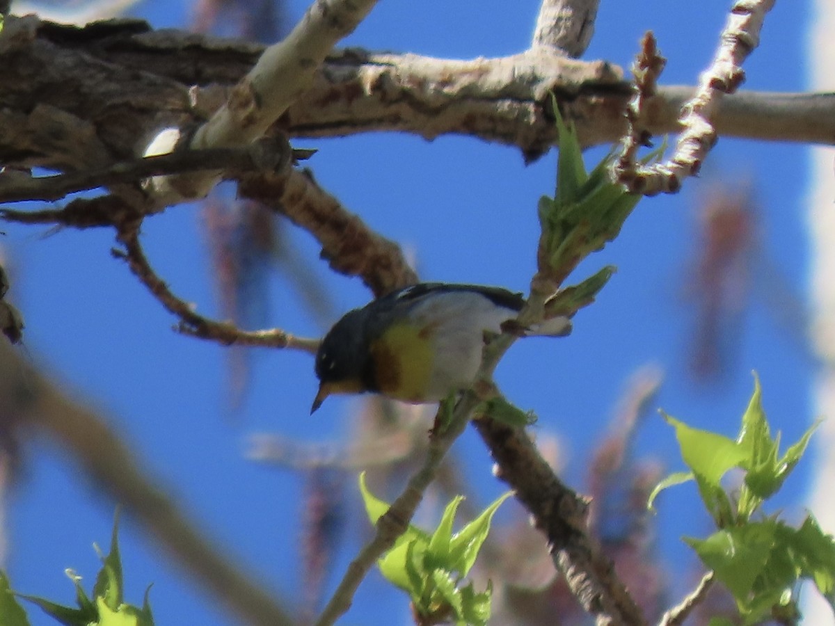 Northern Parula - ML617940211