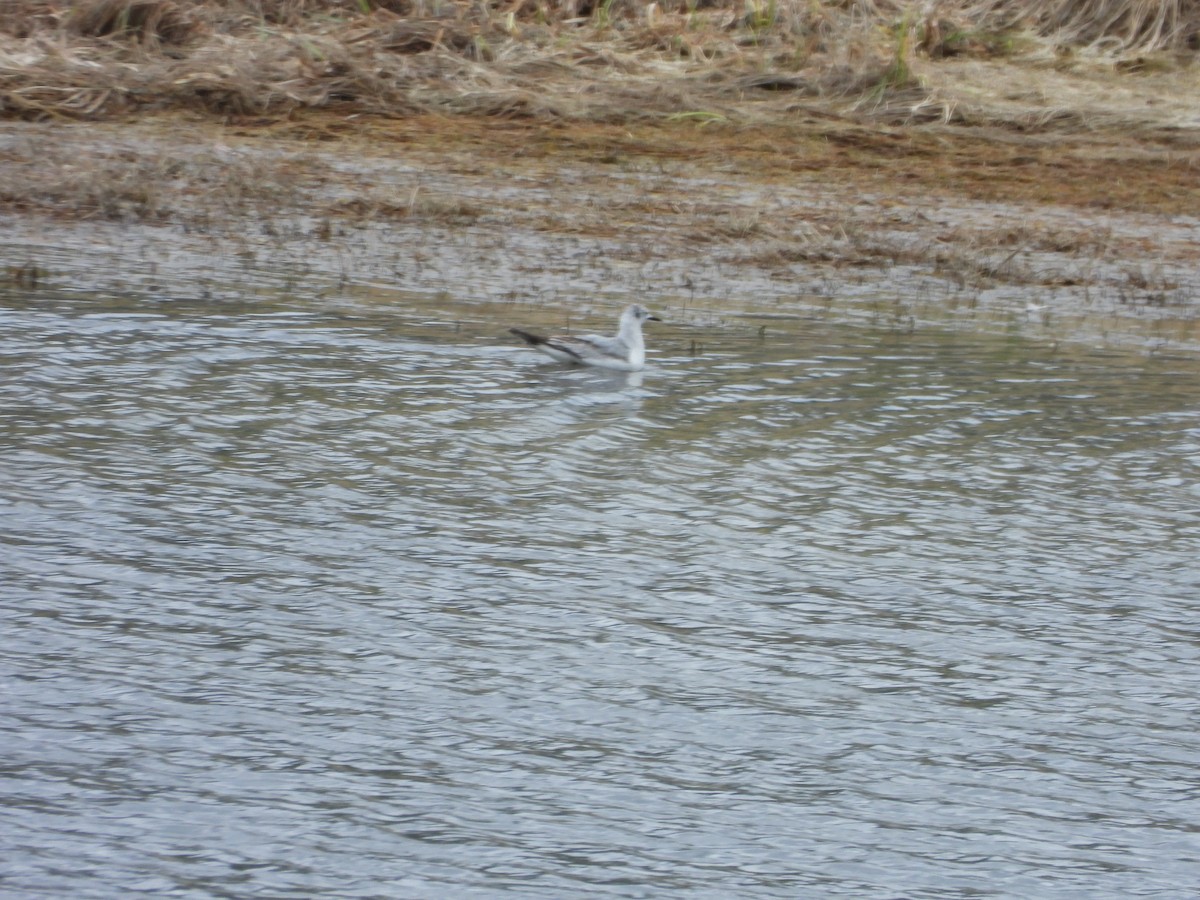 Bonaparte's Gull - ML617940286