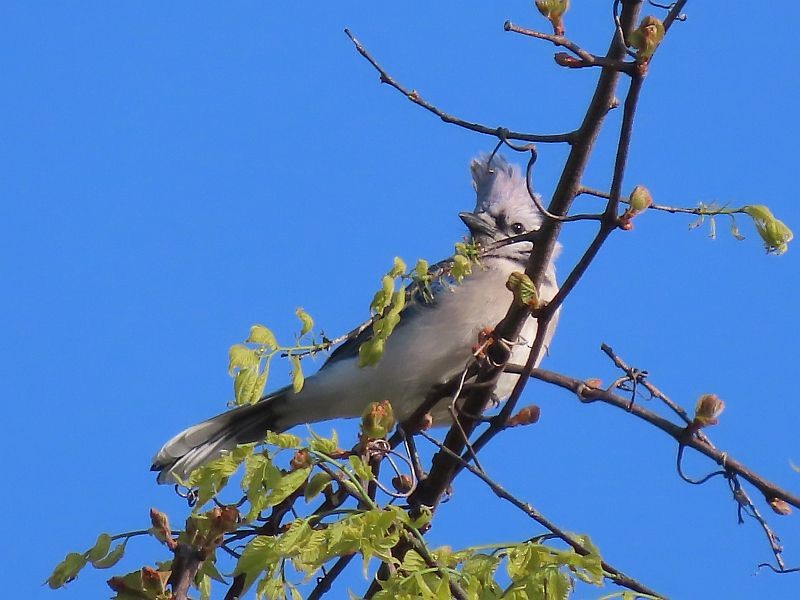 Blue Jay - ML617940288