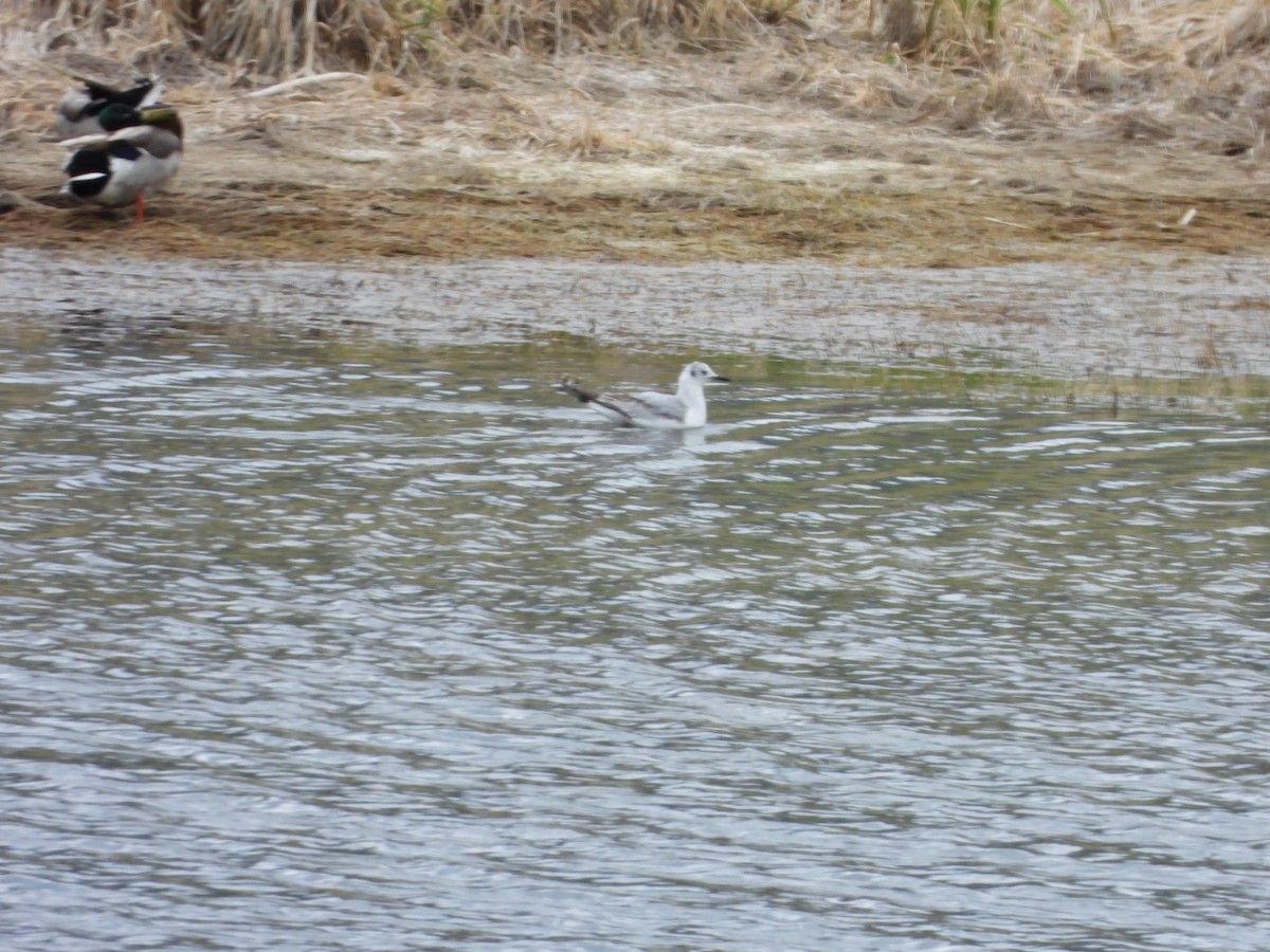 Mouette de Bonaparte - ML617940297