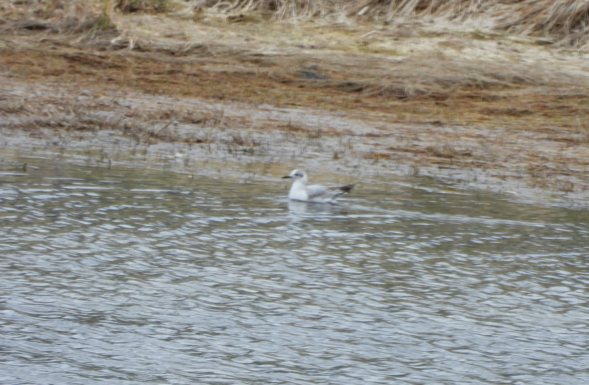 Bonaparte's Gull - Marsha Walling