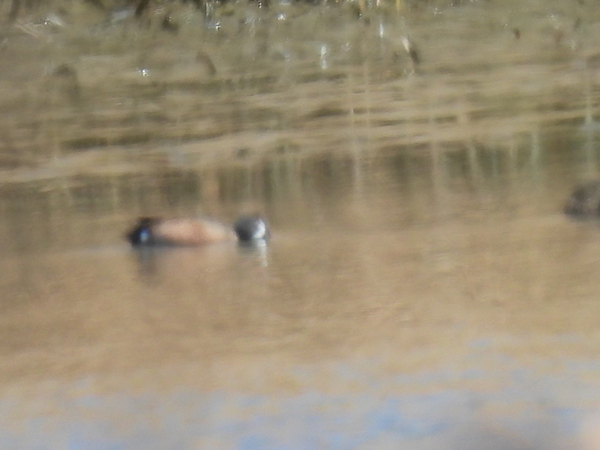 Blue-winged Teal - ML617940362