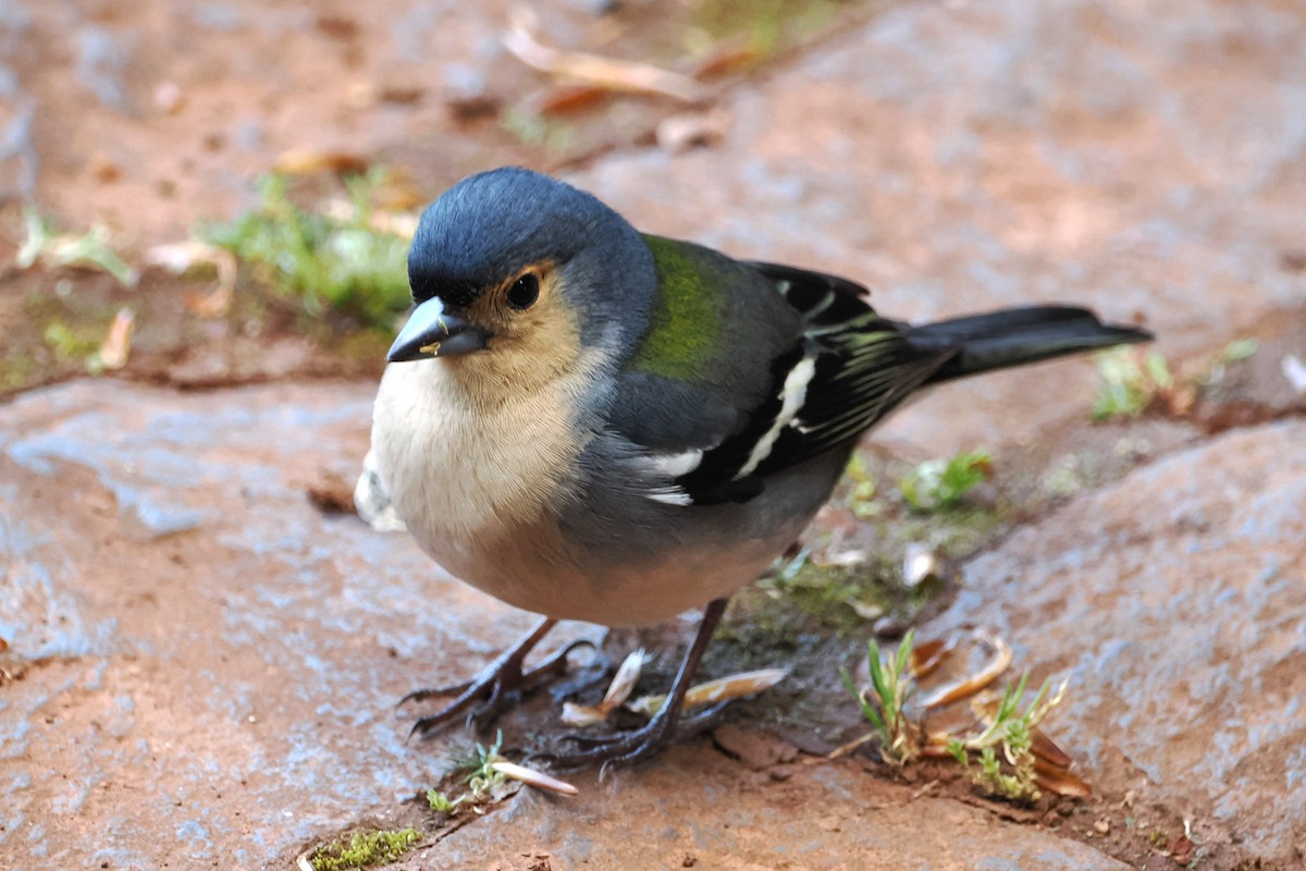 Madeira Chaffinch - ML617940369