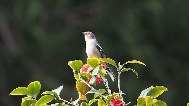 Madeira Chaffinch - ML617940370