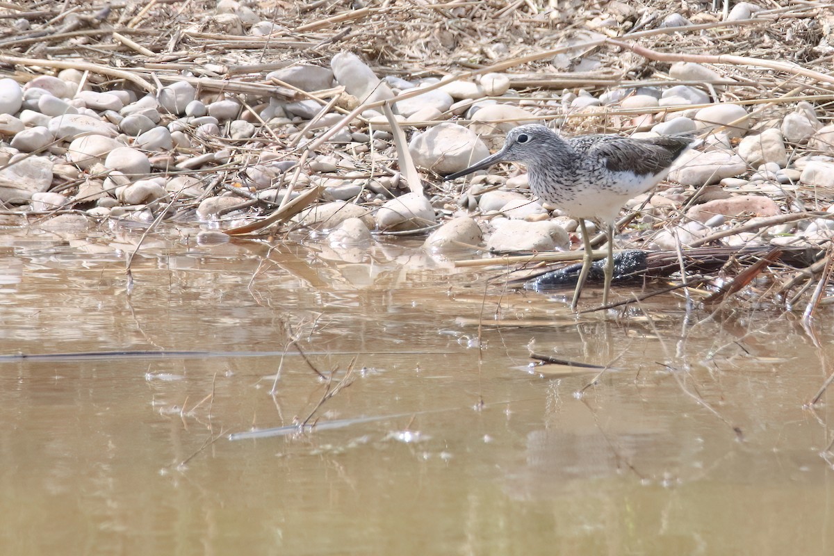 Common Greenshank - ML617940376