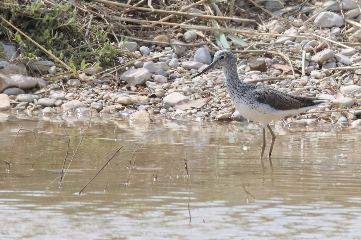 Common Greenshank - ML617940377