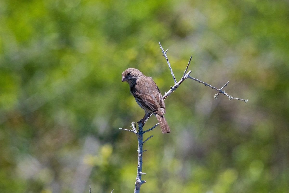 House Finch - ML617940394