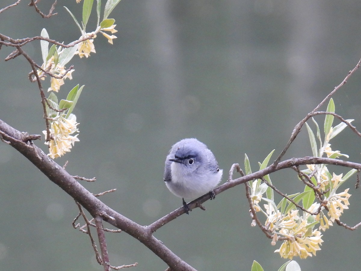 Blue-gray Gnatcatcher (caerulea) - bob butler