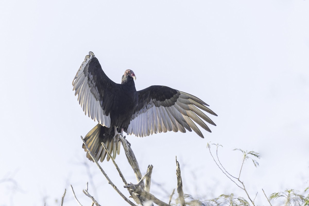 Turkey Vulture - ML617940432