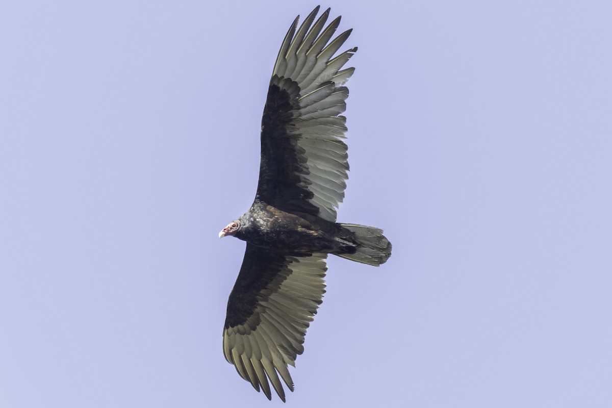 Turkey Vulture - ML617940433