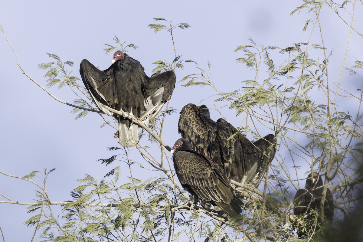 Turkey Vulture - ML617940434