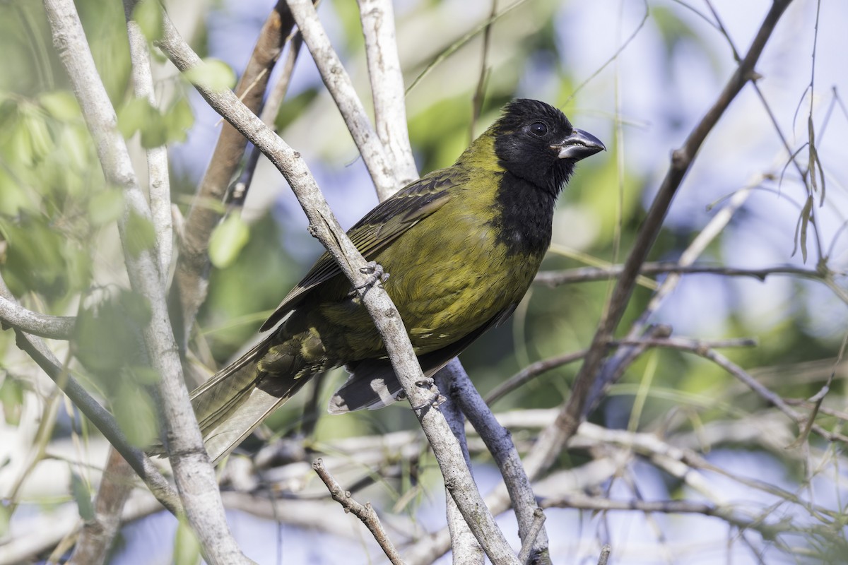 Crimson-collared Grosbeak - ML617940454