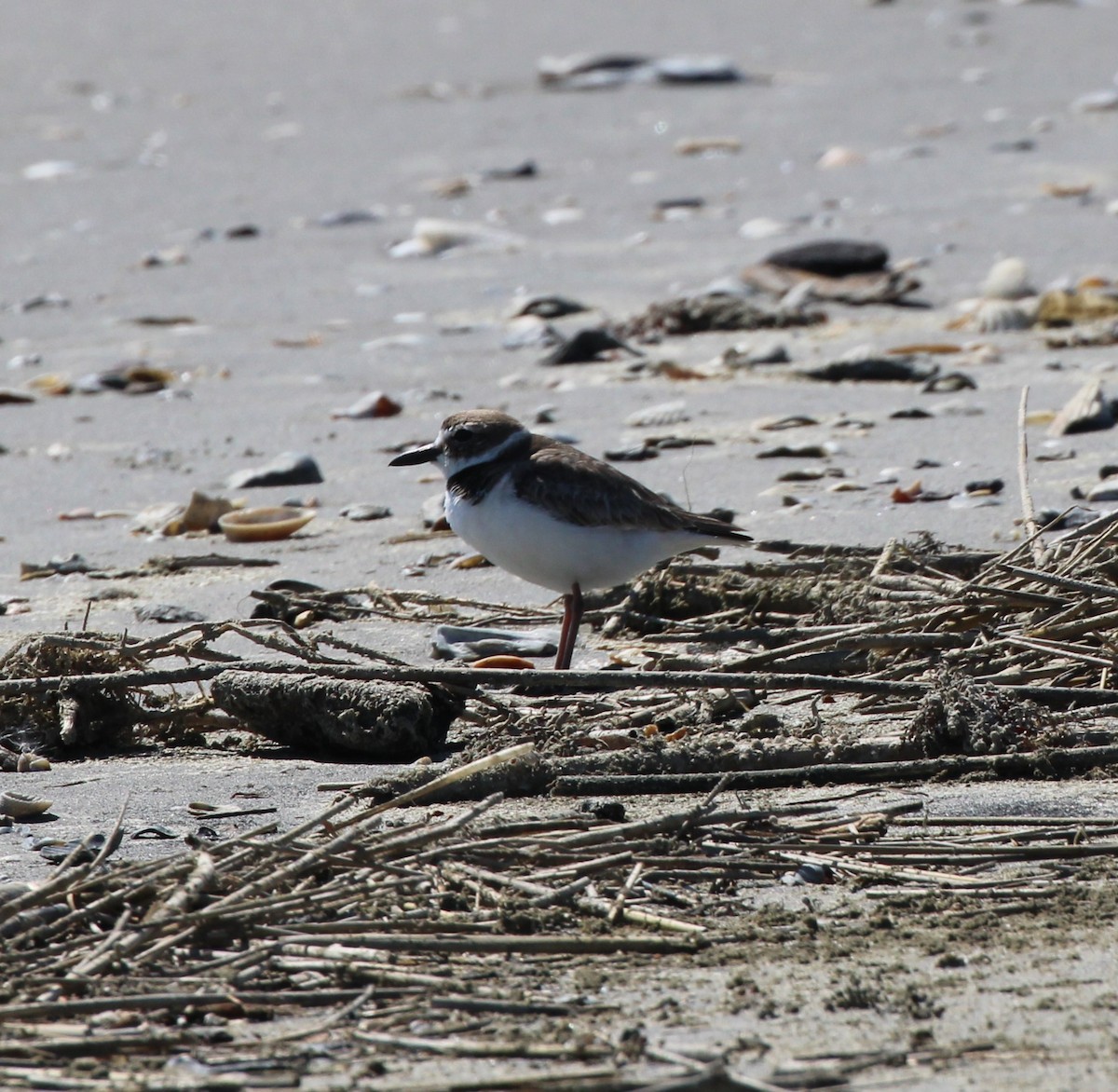 Wilson's Plover - ML617940459