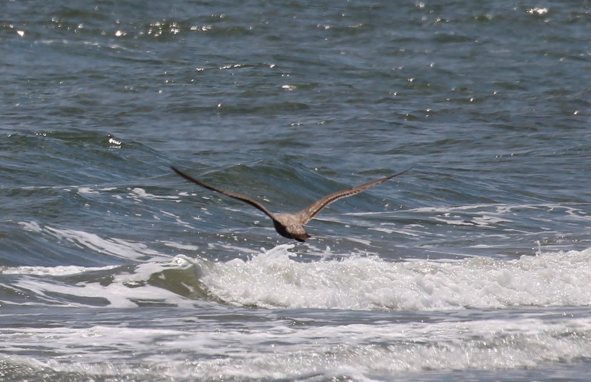 Herring Gull - Andrew From