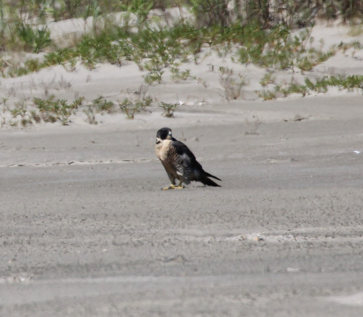 Peregrine Falcon - Andrew From