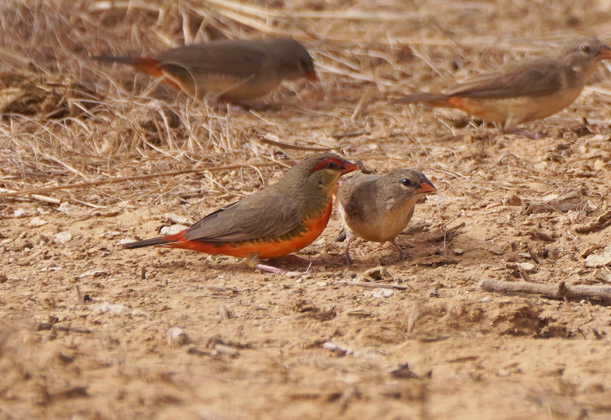 Zebra Waxbill - Javier Train Garcia