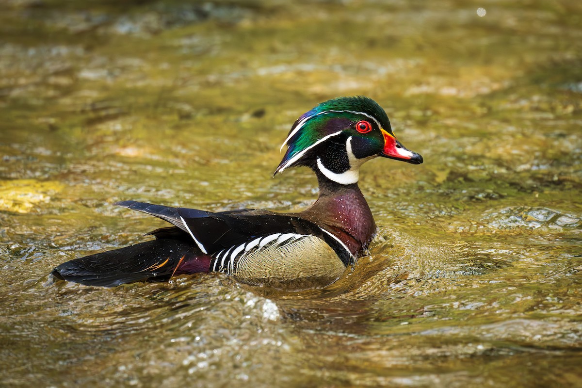 Wood Duck - ML617940515