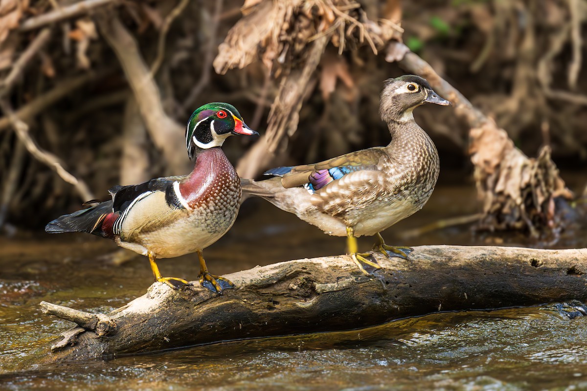 Wood Duck - ML617940516