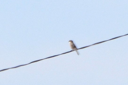 Great Gray Shrike (Sahara) - Peter Wijnsouw