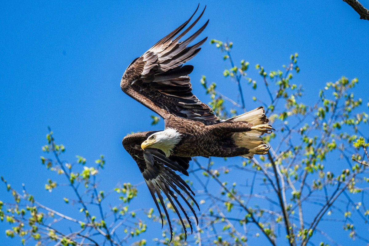 Bald Eagle - ML617940547