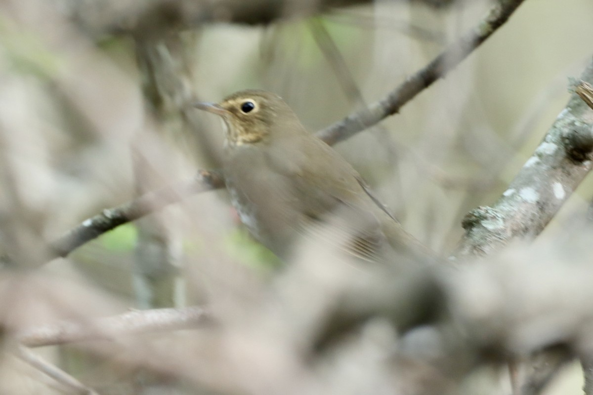 Swainson's Thrush - Cullen Brown