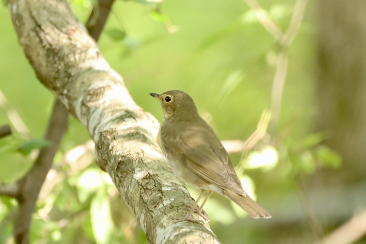 Swainson's Thrush - Cullen Brown