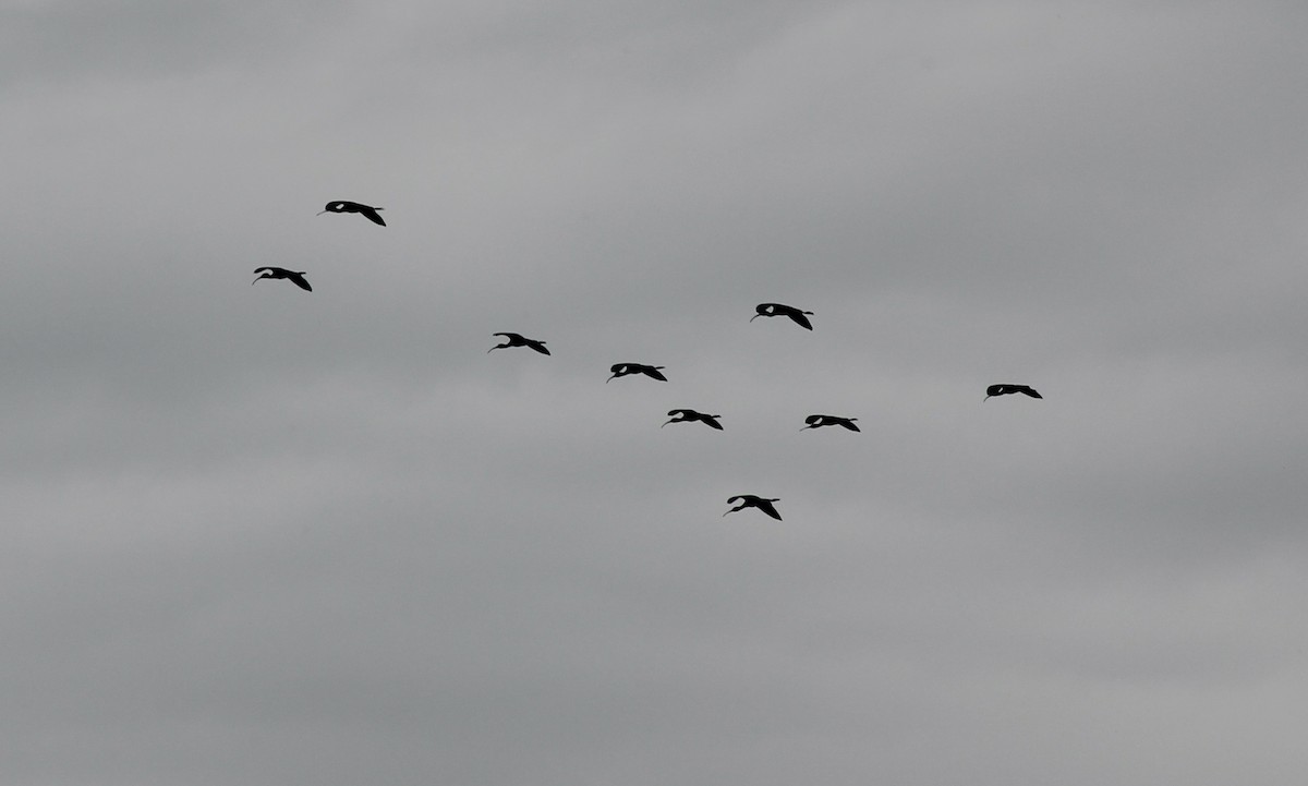 ibis americký - ML617940567