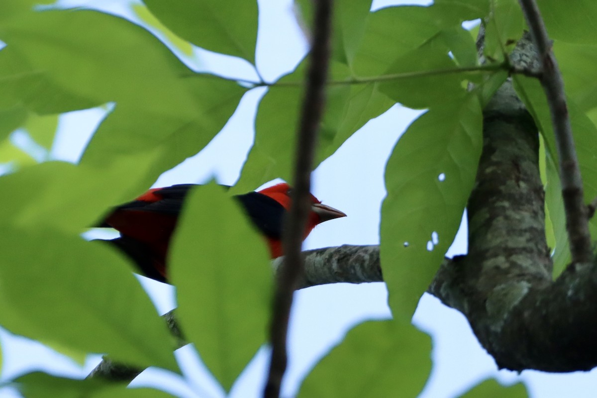 Scarlet Tanager - Cullen Brown